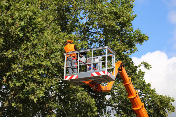 Professional Tree Services in Hornell, NY