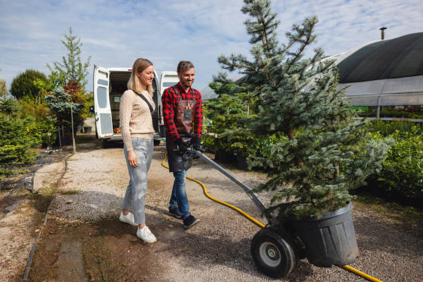 How Our Tree Care Process Works  in  Hornell, NY